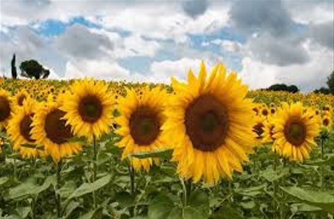 Fiesta del Girasol en San Javier.